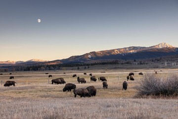 Open field filled with herds of buffalos seen during the sunset