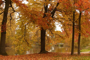 Arbre orange en automne à Boulogne
