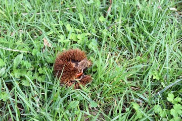 栗、栗のトゲ、雑草。秋の景色