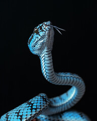 Blue viper snake in close up
