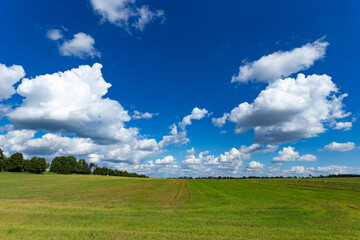 Farmland. Field under blue sky with white clouds. Agriculture scene.