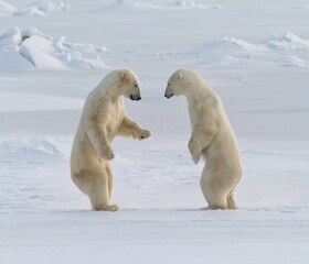 Close-up shot of two polar bears standing on snow