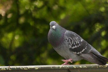 Pigeon part portrait 