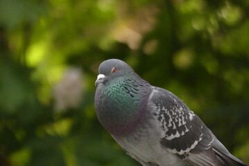 Pigeon part portrait 