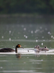 Haubentaucher mit Nachwuchs