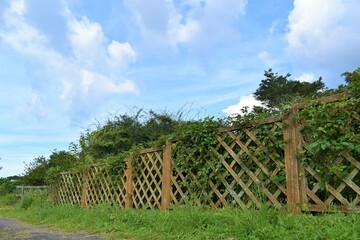 木の柵、樹木、蔦や蔓、草花、ハーブ園