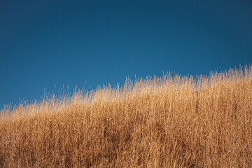 YAMANAKAKO AREA YAMANASHI JAPAN - FUJI_DY111210_273 : 530542248