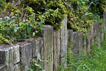 柵、樹木、森林