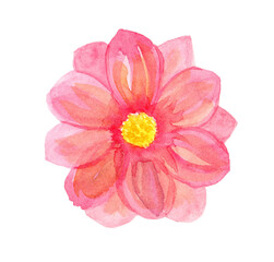 Watercolor hand drawn illustration of pink flower