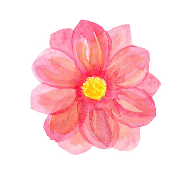 Watercolor hand drawn illustration of pink flower