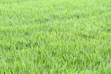 芝生、ゴルフ、フェアウェイ、