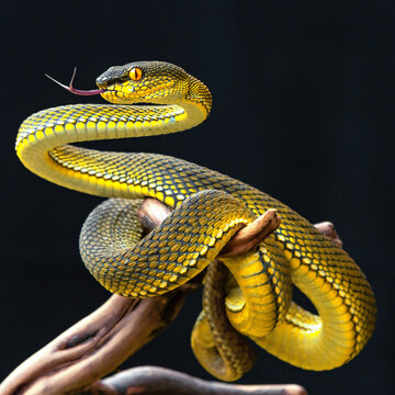 Yellow viper snake in close up
