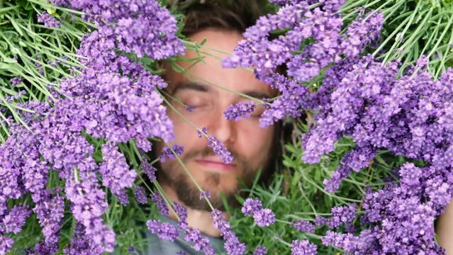 Close up portrait of young handsome bearded man lying among lavander flowers in blossom field. Happy smiling guy relax on the grass on sunny summer day. Freedom, cottagecore concept.