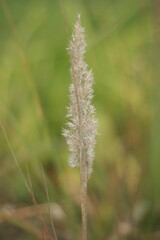 Vertical shot of dry pampas plant against nature blurred background