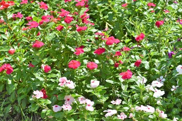 日日草、ニチニチソウ、アフリカホウセンカ、赤い花