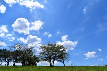 Fototapeta na wymiar 芝生、樹木、白い雲、夏空、青空