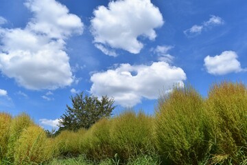 青空、白い雲、夏空、コキア
