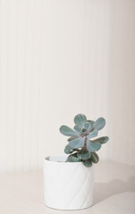 echeveria pink frills in a white pot, vertical size. copy space. scandinavian home deroc, simple plants for house decoration.