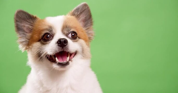 Portrait of the cute fluffy puppy of pomeranian spitz. Little smiling dog lying on a green background. Copy space for text.
