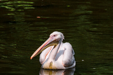 Great White Pelican (Pelecanus onocrotalus) on lake