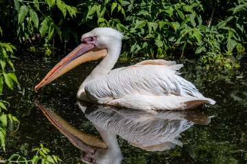 Great White Pelican (Pelecanus onocrotalus) on lake