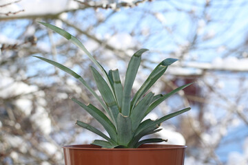 Pineapple plant in a flower pot in winter against a background of snow outside the window. The...