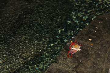 Red crab in a cave with clear water. Fuerteventura, Canary Islands, Spain