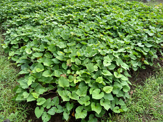 Fototapeta na wymiar Japanese sweet potato field