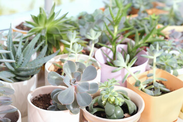 various potted succulents on a windowsill, collection of different succulent plants in a room....