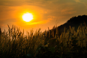 Abstract warm landscape of dry wildflower and grass meadow on warm golden hour sunset or sunrise time. Tranquil autumn fall nature field background. Soft shallow focus