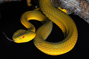 Yellow viper snake in close up