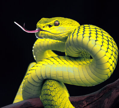 Yellow viper snake in close up