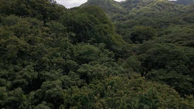 Ascending Aerial Shot Over The Top Of Very Green Lucious Trees In The Guanacaste Province, Costa Rica