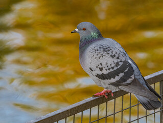 Rock Dove (Columba livia) in park
