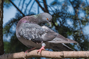 Rock Dove (Columba livia) in park