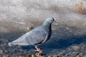Rock Dove (Columba livia) in park