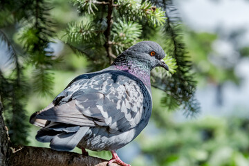 Rock Dove (Columba livia) in park