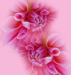 Fototapeta premium Mixed floral design with plain ground 