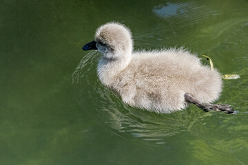 Black Swan (Cygnus atratus) cygnet in park