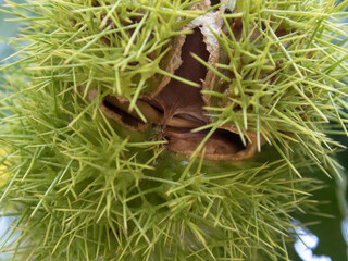 木なりの栗の実