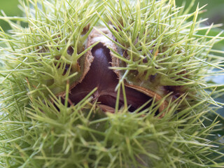 Obraz premium 木なりの栗の実