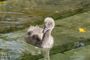 Black Swan (Cygnus atratus) cygnet in park