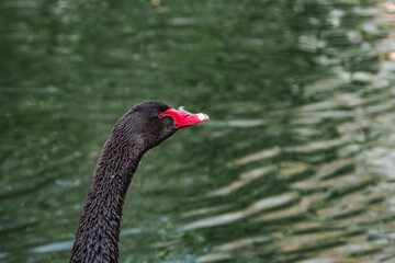 Black Swan (Cygnus atratus) in park