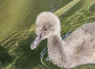 Black Swan (Cygnus atratus) cygnet in park
