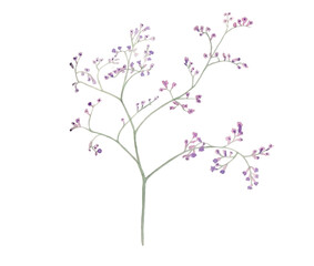 Amazing watercolor illustration of violet little flowers on branches for beautiful design on white isolated background. Watercolor limonium, vintage style.