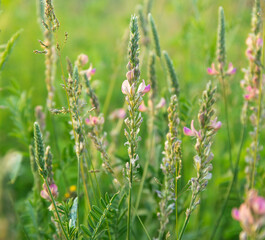 Onobrychis viciifolia or common sainfoin or esparcet flowering in a field
