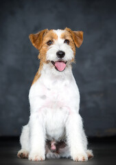 dog smiling with open mouth and tongue of jack russell breed