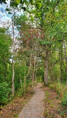 Obraz premium path in the forest