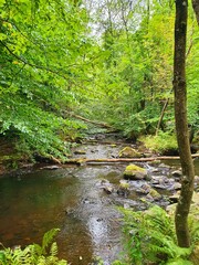 river in the forest