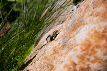 lizard takes a sun buth in the Carpathians mountains.